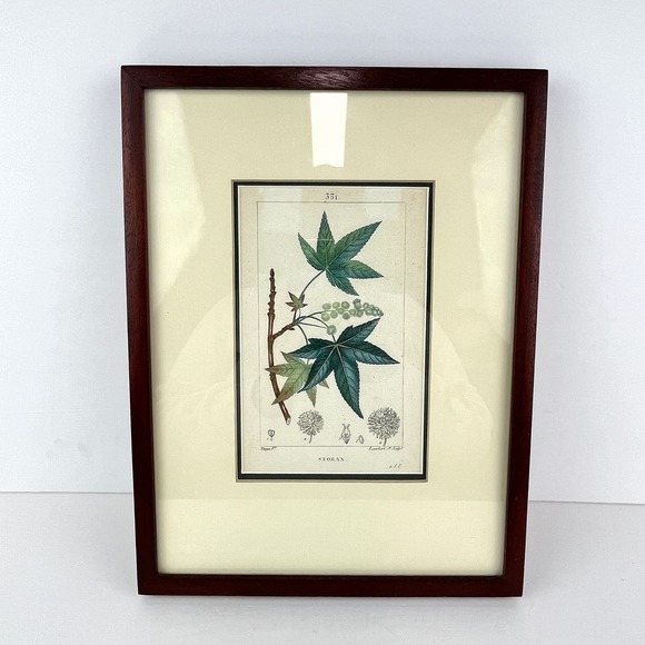 Botanical Print Artwork by Lambert J. Sculpt Professionally Framed and Matted - Picture 1 of 5
